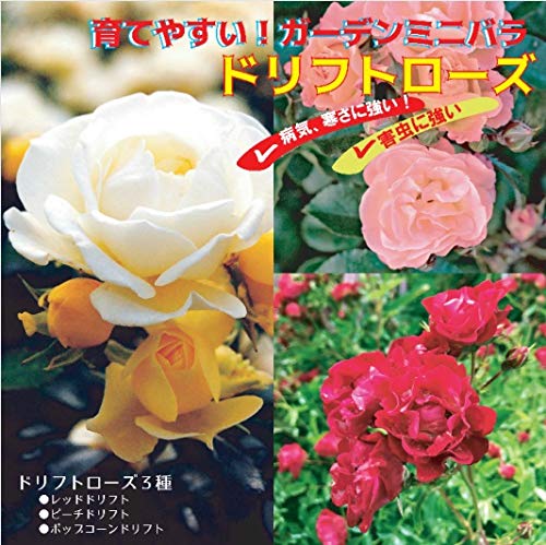 Amazon.co.jp: ドリフトローズ 苗 3種セット 【レッドドリフト1個+